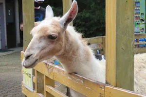 宝登山小動物公園｜アルパカ