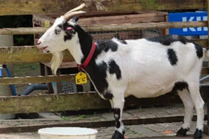 宝登山小動物公園｜ヤギ