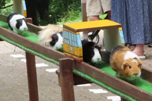 宝登山小動物公園｜モルモット